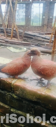 চিলা বাচ্চা বিক্রি হবে
